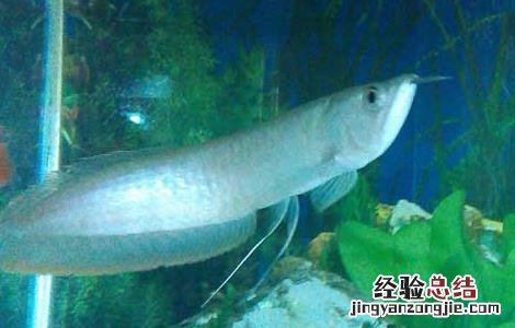 银龙鱼怎么分公母 银龙鱼怎么分公母银龙鱼公鱼长什么样