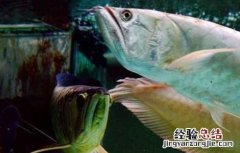 银龙鱼怎么分公母 银龙鱼怎么分公母银龙鱼公鱼长什么样