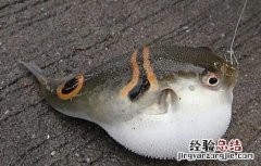 河豚最毒的部位是哪里 河豚最毒的部位是哪里的
