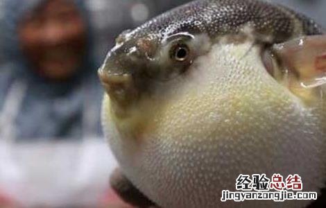河豚最毒的部位是哪里 河豚最毒的部位是哪里的