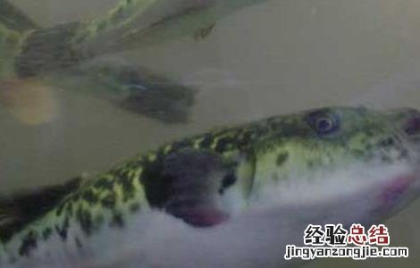 河豚鱼苗怎么养 河豚鱼苗价格及养殖方法