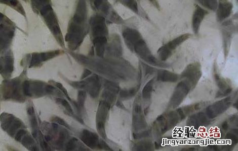 河豚鱼苗怎么养 河豚鱼苗价格及养殖方法