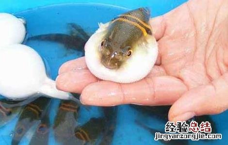 河豚鱼苗怎么养 河豚鱼苗价格及养殖方法