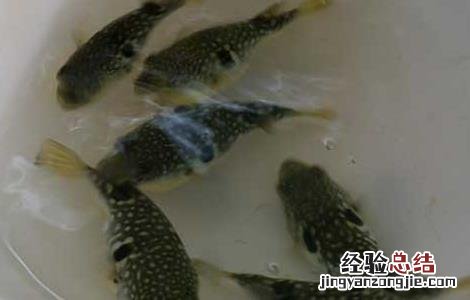 河豚鱼苗怎么养 河豚鱼苗价格及养殖方法