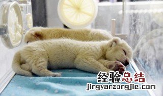 安神的食物 静心安神的食物