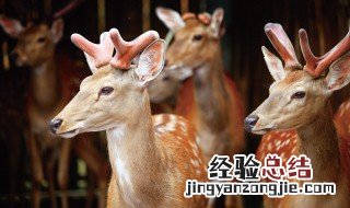 鹿骨的功效与作用做法 鹿骨的功效与作用