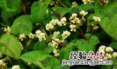 火炭母的功效与作用及禁忌 火炭母的功效与作用点