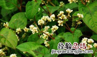 火炭母的功效与作用及禁忌 火炭母的功效与作用点
