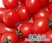 圣女果的营养价值与功效 圣女果的营养价值与功效作用