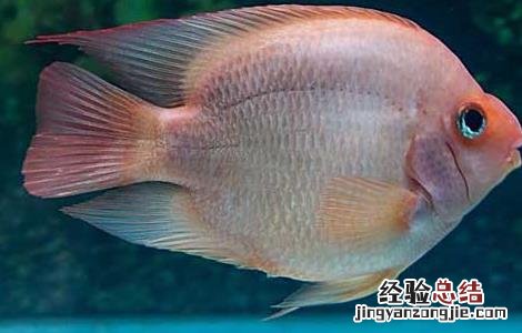 鹦鹉鱼身上有白斑怎么办 鹦鹉鱼身上有白斑怎么办 是什么病