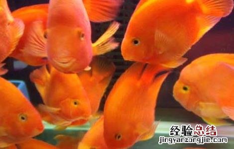 鹦鹉鱼身上有白斑怎么办 鹦鹉鱼身上有白斑怎么办 是什么病
