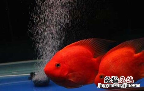 鹦鹉鱼身上有白斑怎么办 鹦鹉鱼身上有白斑怎么办 是什么病