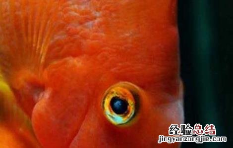 鹦鹉鱼眼睛凸出来是什么病 鹦鹉鱼眼睛凸出来是什么病怎么治