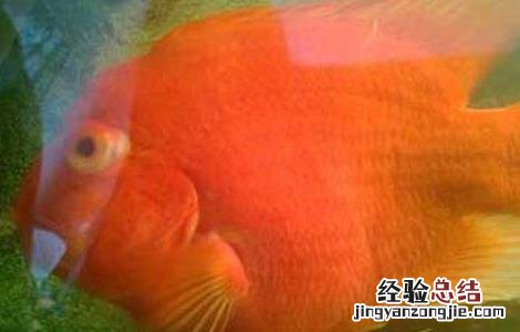 鹦鹉鱼眼睛凸出来是什么病 鹦鹉鱼眼睛凸出来是什么病怎么治