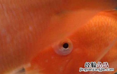 鹦鹉鱼眼睛凸出来是什么病 鹦鹉鱼眼睛凸出来是什么病怎么治