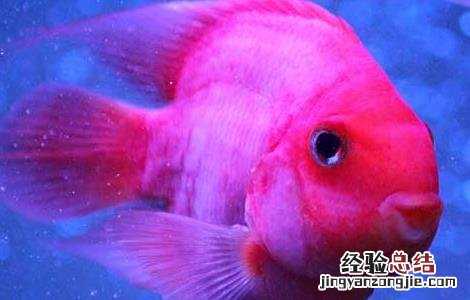 鹦鹉鱼寿命有多长 鹦鹉鱼能长多大 鹦鹉鱼的寿命有多长