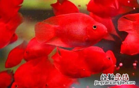 鹦鹉鱼寿命有多长 鹦鹉鱼能长多大 鹦鹉鱼的寿命有多长