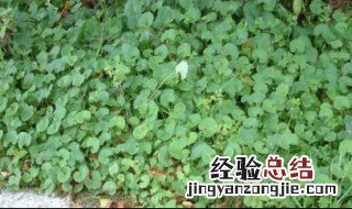 马蹄草的功效与作用 马蹄草的功效与作用及禁忌