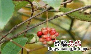 小血藤的功效与作用的功能与主治 小血藤的功效与作用