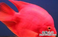 血鹦鹉鱼怎么养最红 血鹦鹉鱼怎么养最红色
