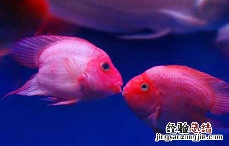 血鹦鹉鱼怎么养最红 血鹦鹉鱼怎么养最红色