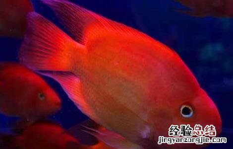 血鹦鹉鱼怎么养最红 血鹦鹉鱼怎么养最红色
