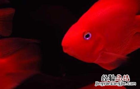 血鹦鹉鱼怎么养最红 血鹦鹉鱼怎么养最红色