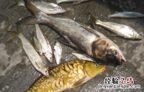 德国镜鲤价格及养殖方法 德国镜鲤多少钱一条