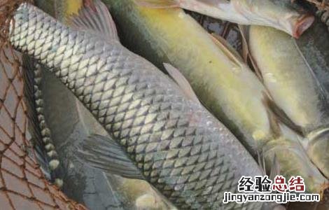 德国镜鲤价格及养殖方法 德国镜鲤多少钱一条