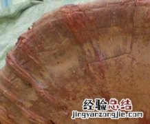 桦褐孔菌的功效与作用 桦褐孔菌的功效与作用及禁忌
