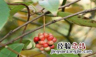 小血藤怎么吃效果好 小血藤怎么吃