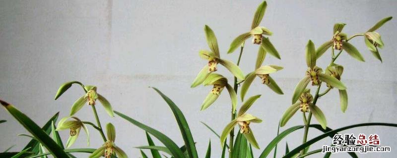 em菌在兰花上的正确使用方法，冬天可以用吗
