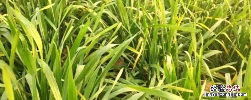 小麦苗发黄打什么药，是什么原因引起的