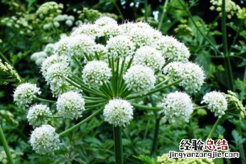 承包土地种植什么挣钱 农村承包土地种地赚钱吗