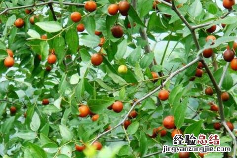 承包土地种植什么挣钱 农村承包土地种地赚钱吗