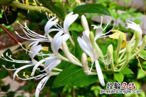 承包土地种植什么挣钱 农村承包土地种地赚钱吗