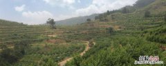 承包土地种植什么挣钱 农村承包土地种地赚钱吗