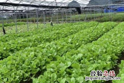 农业生产有哪些种类 农业生产分为几大类