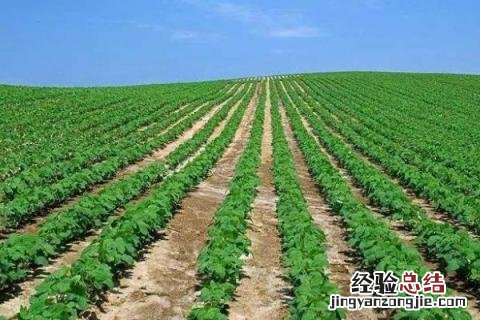 农业生产有哪些种类 农业生产分为几大类