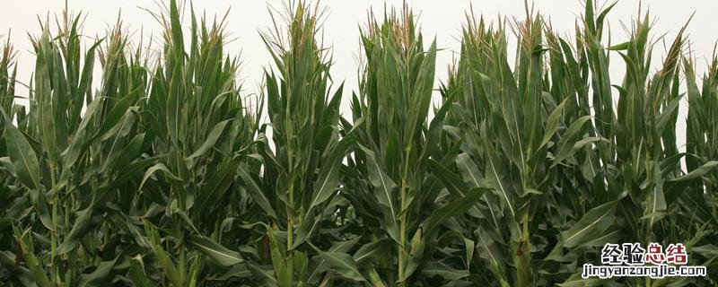 登海605需要打控旺药吗,与登海685哪个更好