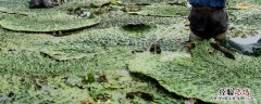 鸡头米种植一亩成本，和芡实有什么区别