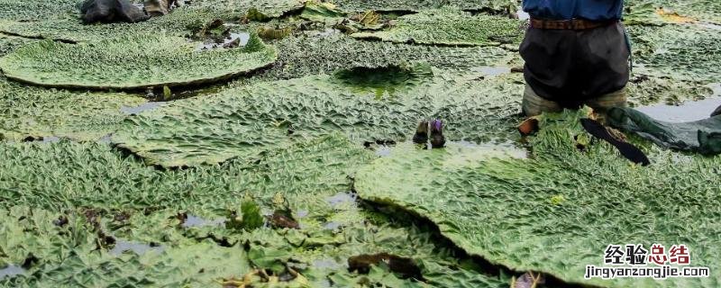 鸡头米种植一亩成本,和芡实有什么区别