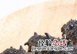 红海参和海参有什么区别 红海参和海参有什么区别和功效