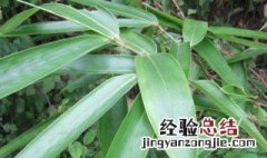 干粽子叶怎么不容易破 粽子叶子怎么处理不容易破