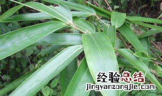 干粽子叶怎么不容易破 粽子叶子怎么处理不容易破