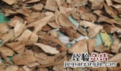 算盘子根的功效与作用 算盘子根的功效与作用,算盘子根的副作用