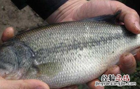 淡水鲈鱼高产养殖技术 淡水鲈鱼高产养殖技术培训