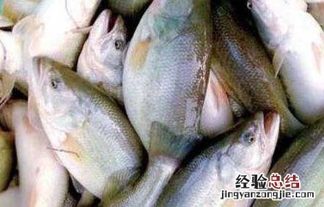 淡水鲈鱼高产养殖技术 淡水鲈鱼高产养殖技术培训