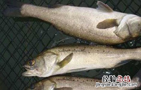 淡水鲈鱼高产养殖技术 淡水鲈鱼高产养殖技术培训