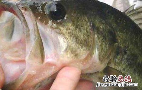 淡水鲈鱼高产养殖技术 淡水鲈鱼高产养殖技术培训